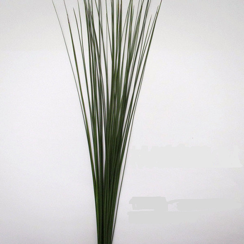 【我要花】刚草 厦门鲜花直供 切叶配叶批发 鲜花批发