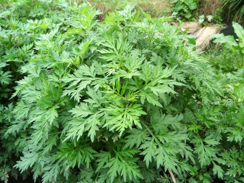 小艾草 大功能 艾草那些你所不知道的用途!