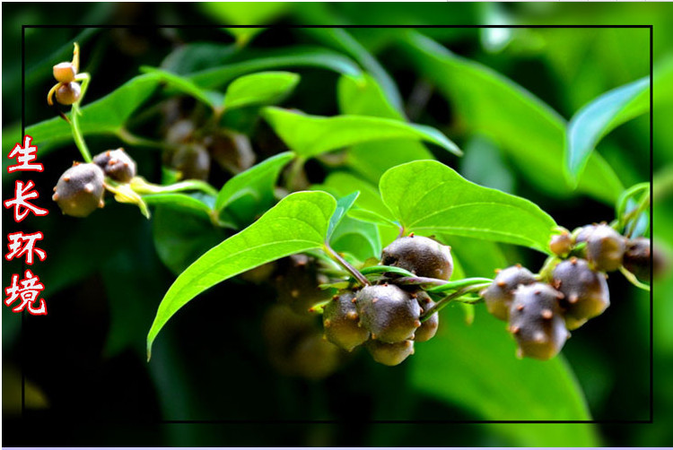 产地** 批发山药豆 正宗温县铁棍山药蛋 农户自产自销怀山药-胶胶者