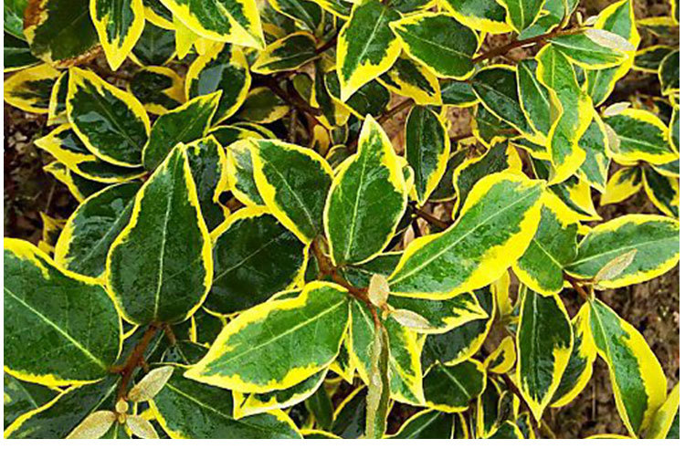 法国金边埃比胡颓子 绿化苗木金边胡颓子 进口彩叶苗木基地直销