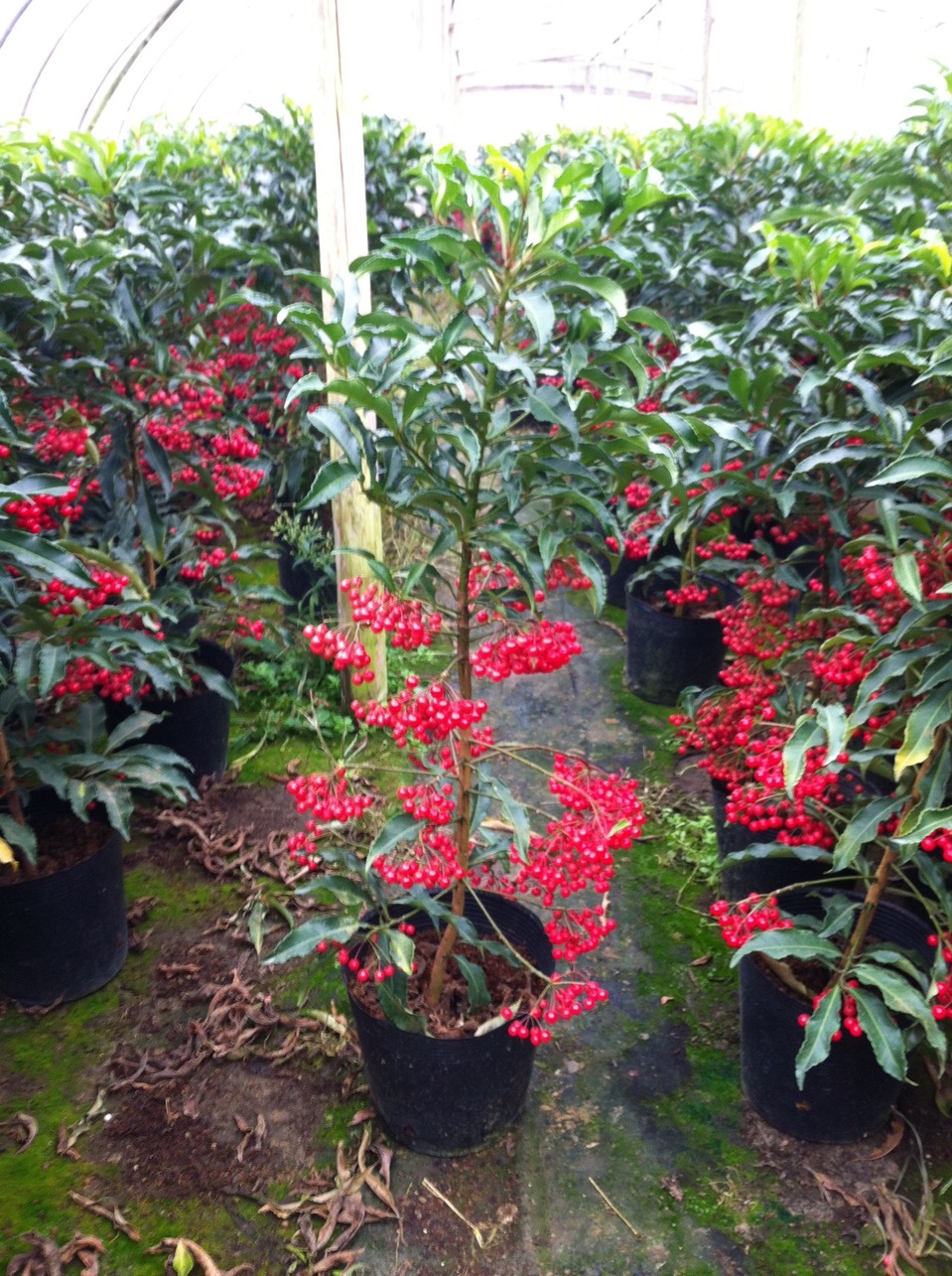 基地直销花卉盆栽 富贵子苗盆景 庭院室内绿植盆景 花