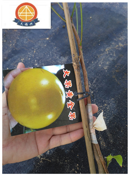 【广西南宁农科院果苗】_广西南宁农科院果苗