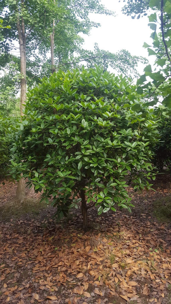 地笼桂花树 桂花树 八月桂 冠幅1.5m 自产自销