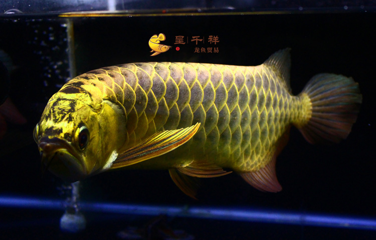龙鱼 炮弹头 金头金底 蓝底过背 b级 宝石 龙鱼 金龙鱼活体