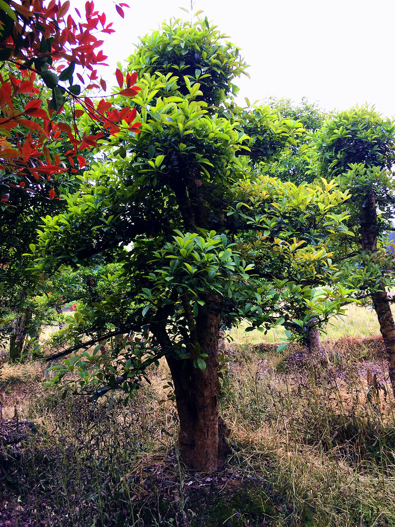 苗圃现货批发    2.5-3米高造型3年鳞片饱满的  椤木石楠树桩