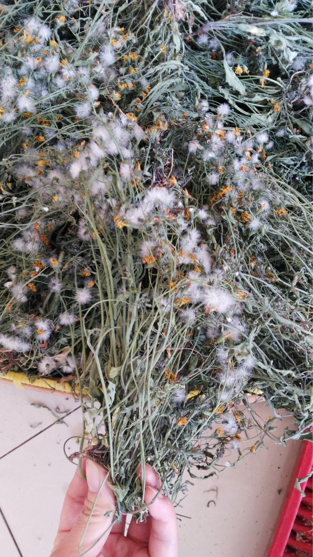 黄花败酱.苦卖菜.黄花草.苦草