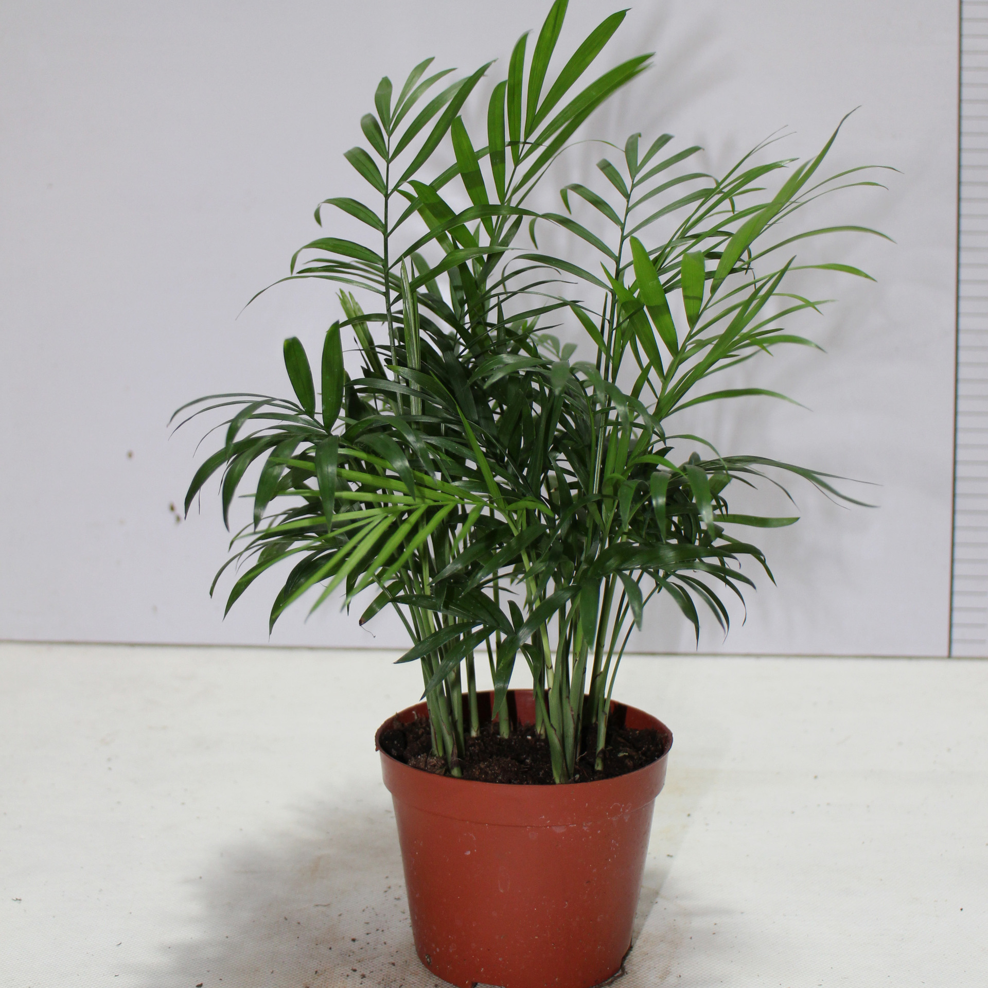 【基地直销】100#袖珍椰子 观叶植物 组盆配景 净化空气