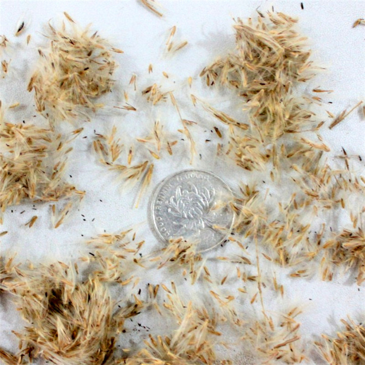 野芒草种籽新采种籽发芽率绿化工程高品种齐全量大优惠