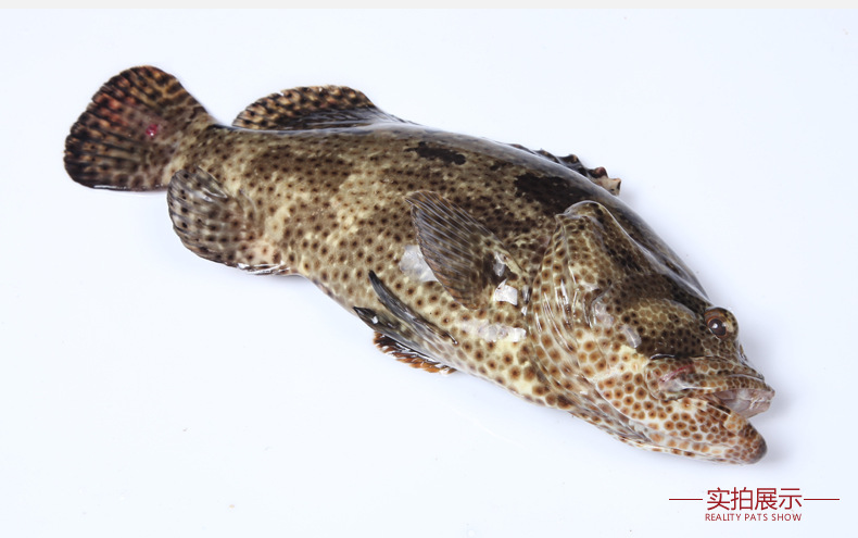 生鲜水产石斑鱼海鲜棕点石斑冷冻海产称重石斑鱼一手货源批