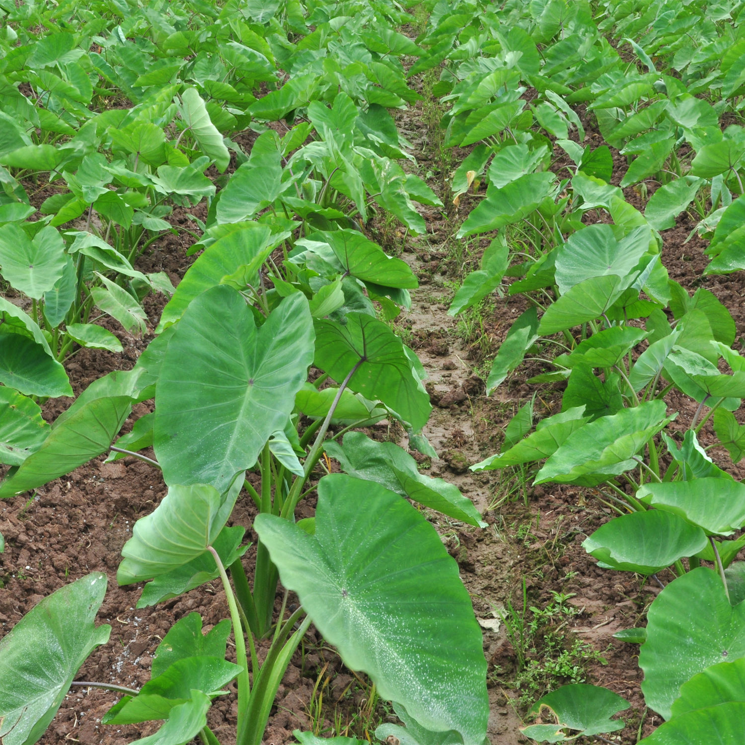 湖南江永香芋 广西荔浦芋头新鲜蔬菜福建台湾槟榔芋湛江芋艿批发