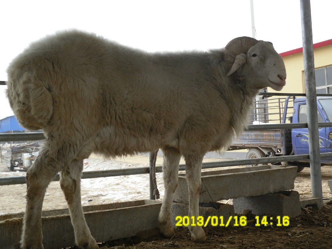 规格参数品牌嘉祥惠丰养殖场品种小尾寒羊用途羊羔体高80  (cm)体长