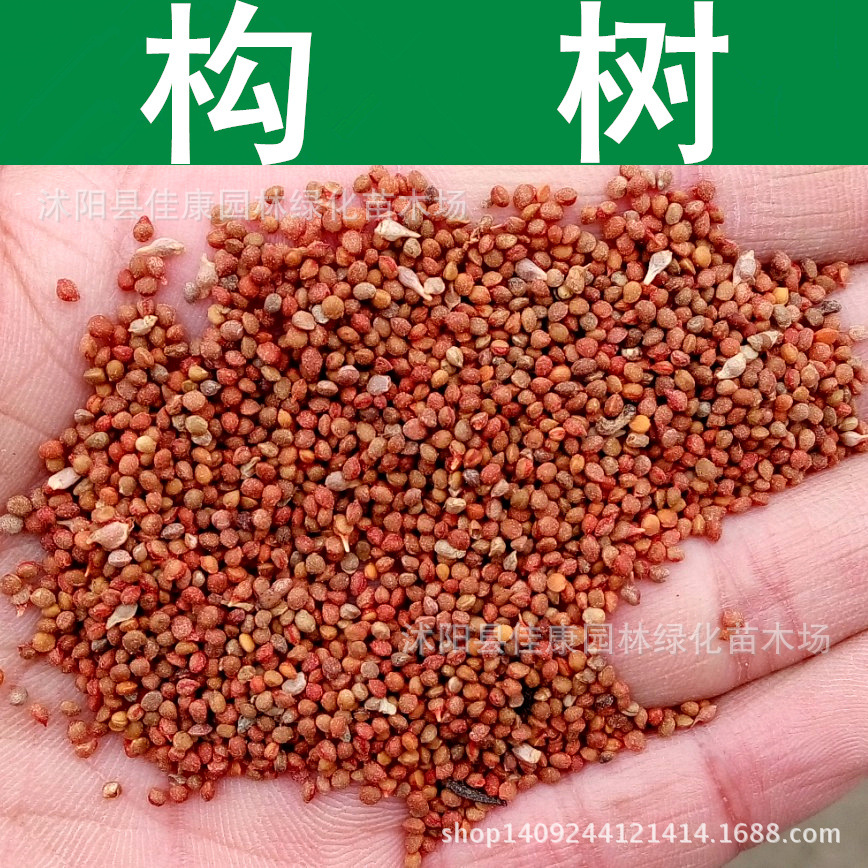 林木种子 构树种子 枸树种子 构桃树种子 1件=1斤-阿里巴巴