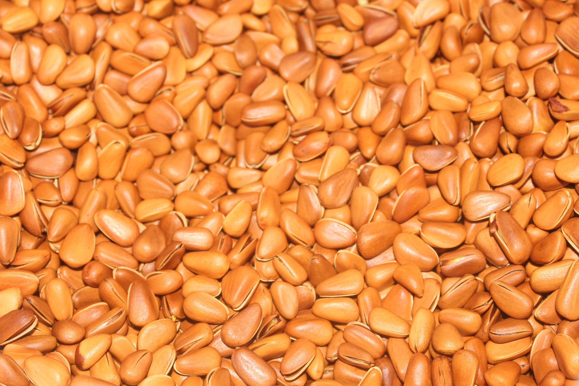 鸿礼2016年新货批发东北开口松子手剥松子200g袋特大籽