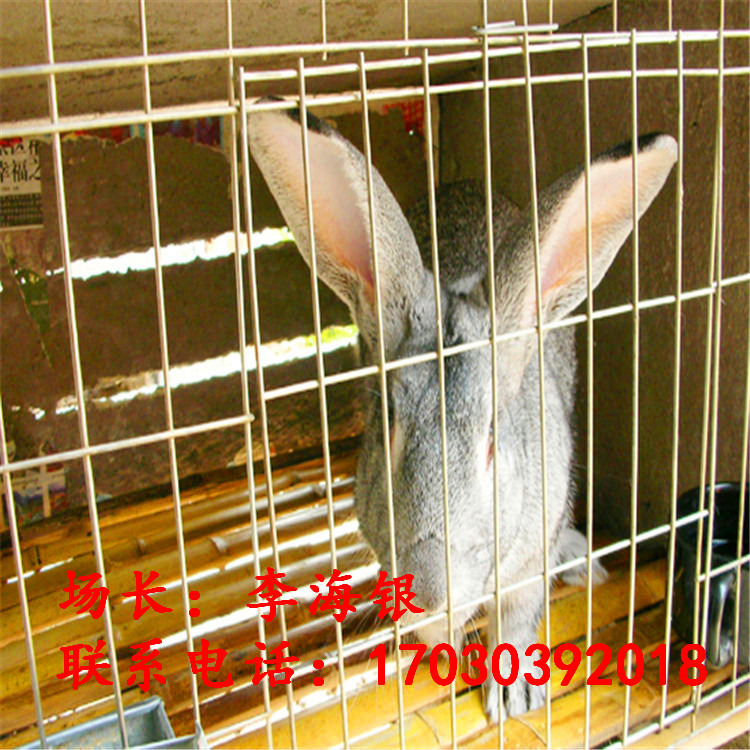 优质青紫蓝兔|长毛兔|獭兔种兔|花明兔|东洋兔|宠物兔