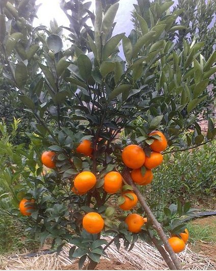 水果种子、种苗-新品种福建平和 茂谷柑 橘子苗