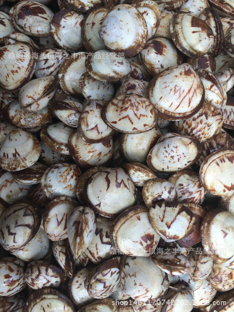 海鲜鲜活水产贝类批发一点红 蛤蜊红贝酒店市场供应批发贝类