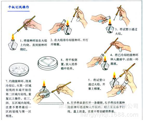 接种丝,镍铬丝,10根/包,整包价,接种棒