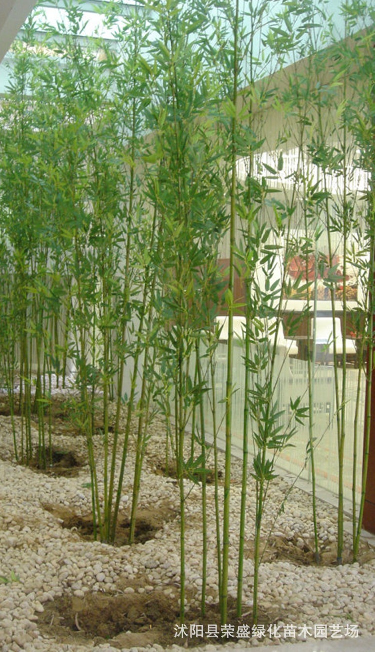 基地批发绿化箬竹 阔叶箬竹 阔叶竹小型丛生竹 低价批发 量大从优