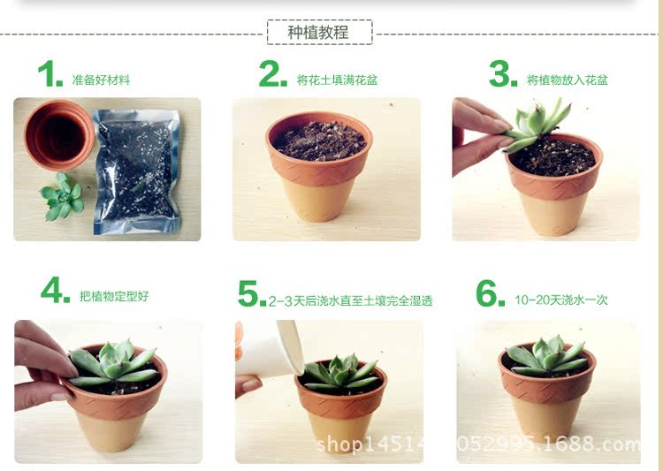 观音莲 多肉生产基地多肉植物批发迷你盆栽室内盆景净化空气8002