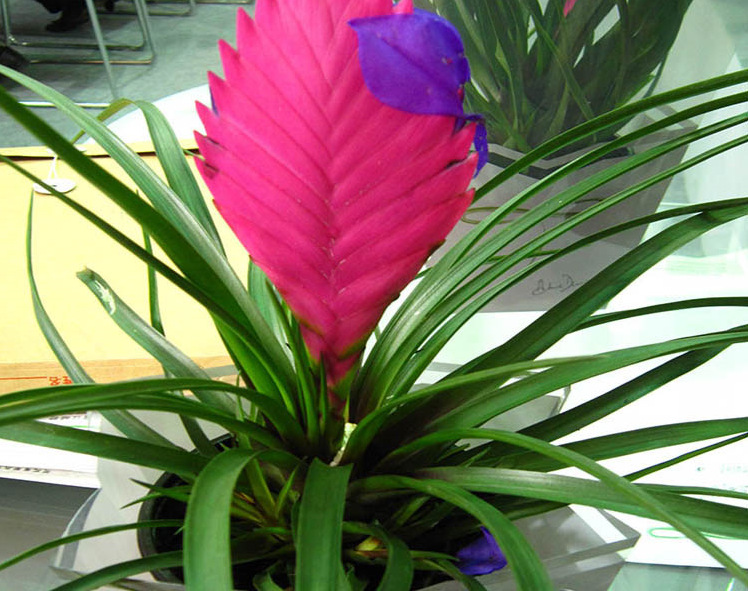 庭院招财基地铁兰花盆栽进化空气铁兰盆栽铁扇公主价格从优