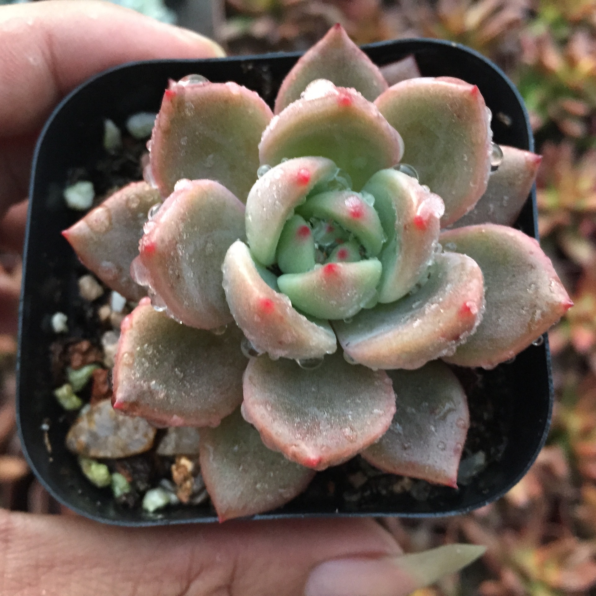 多肉植物 白夜香槟 多肉植物批 进口多肉植物批发 特价