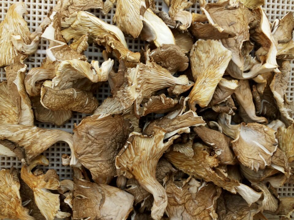 干鲍鱼菇厂家,品牌,图片,热帖-阿里巴巴
