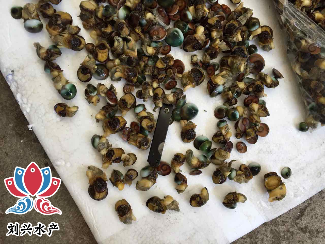 常年供应海螺猫眼蝾螺古文螺眼睛螺猫眼螺