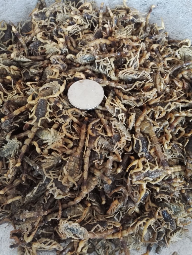 可开票中药材批发淡盐水全虫全蝎蝎子整条