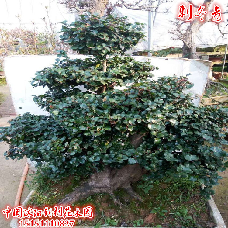 实拍植物 大型古桩盆景 刺冬青树桩 铜皮铁骨 四季常青 包邮 ￥5880.