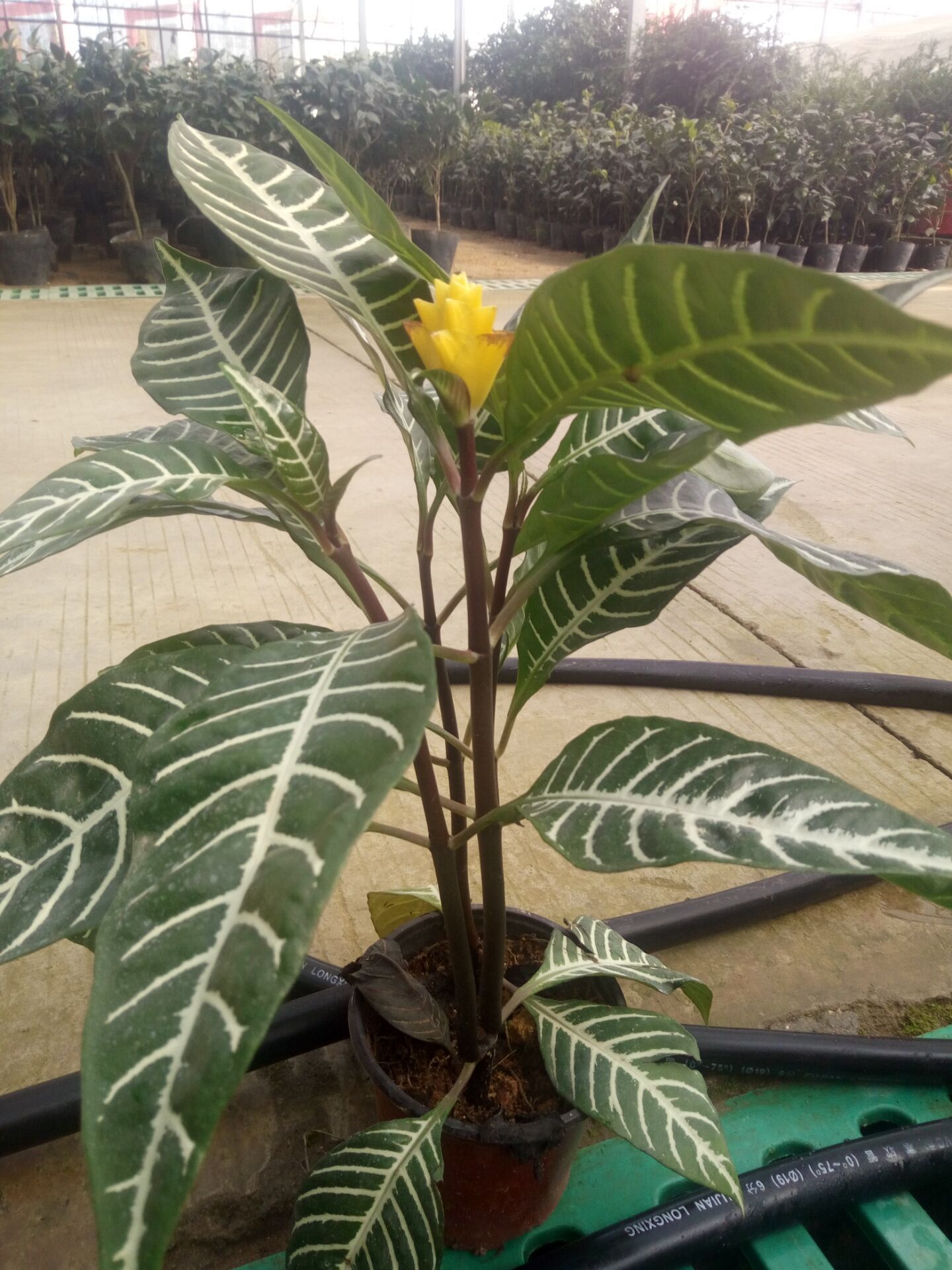 红剑芭芭拉 卡丽 玉扇 凤梨科植物 绿植盆栽 恭贺花卉 鸿.