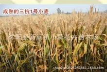 矮杆3抗1号麦种抗病抗倒 矮抗58小麦种子批发 原种高产