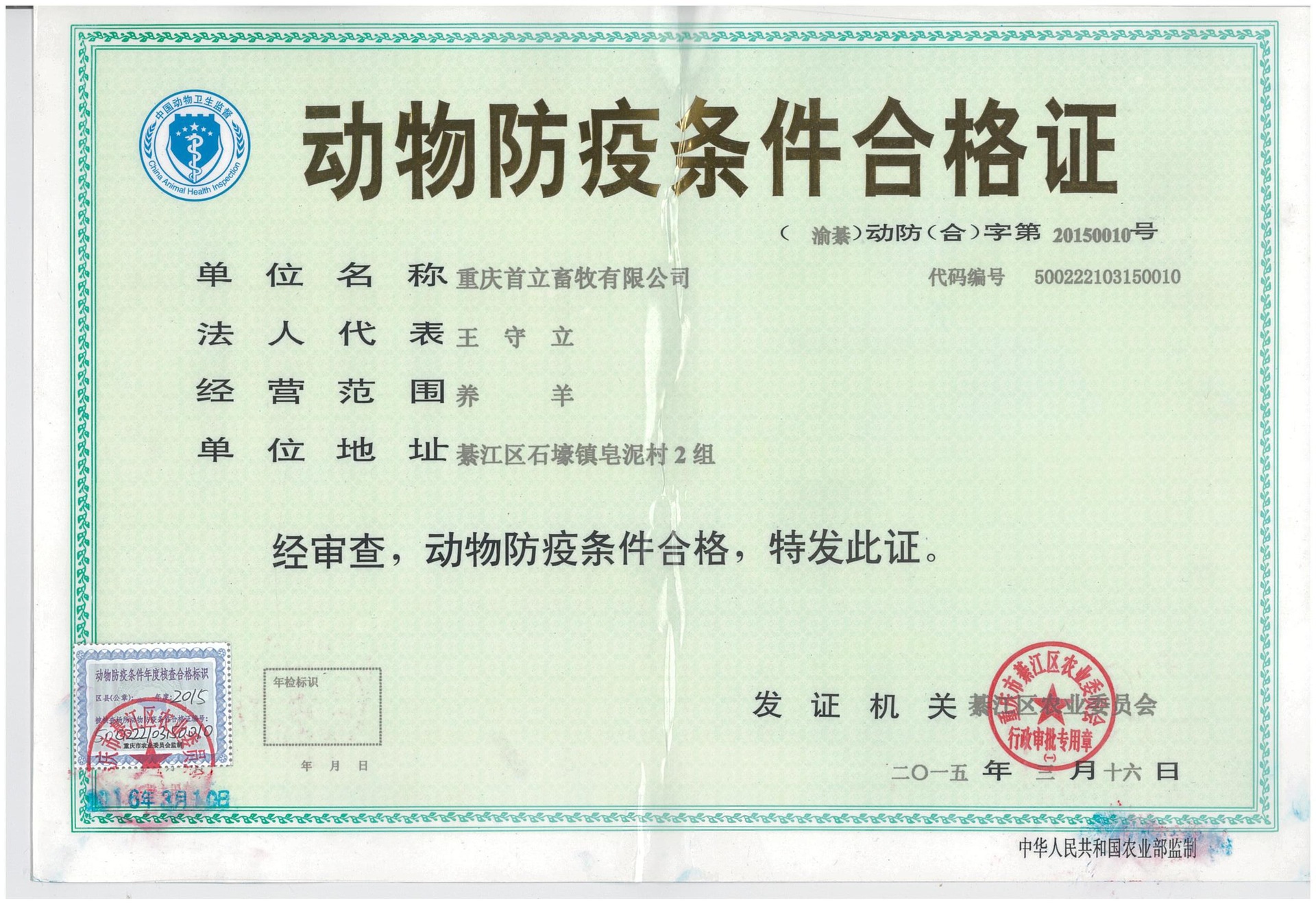 母羊供应纯种养殖家畜家禽未成年努比亚羊小母羊