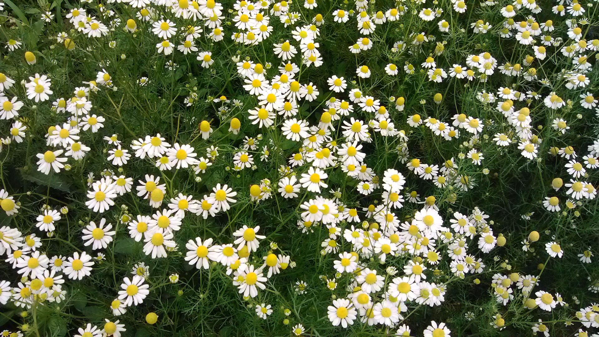德国洋甘菊种子german chamomile西洋甘菊种子品种纯正-花卉产业网