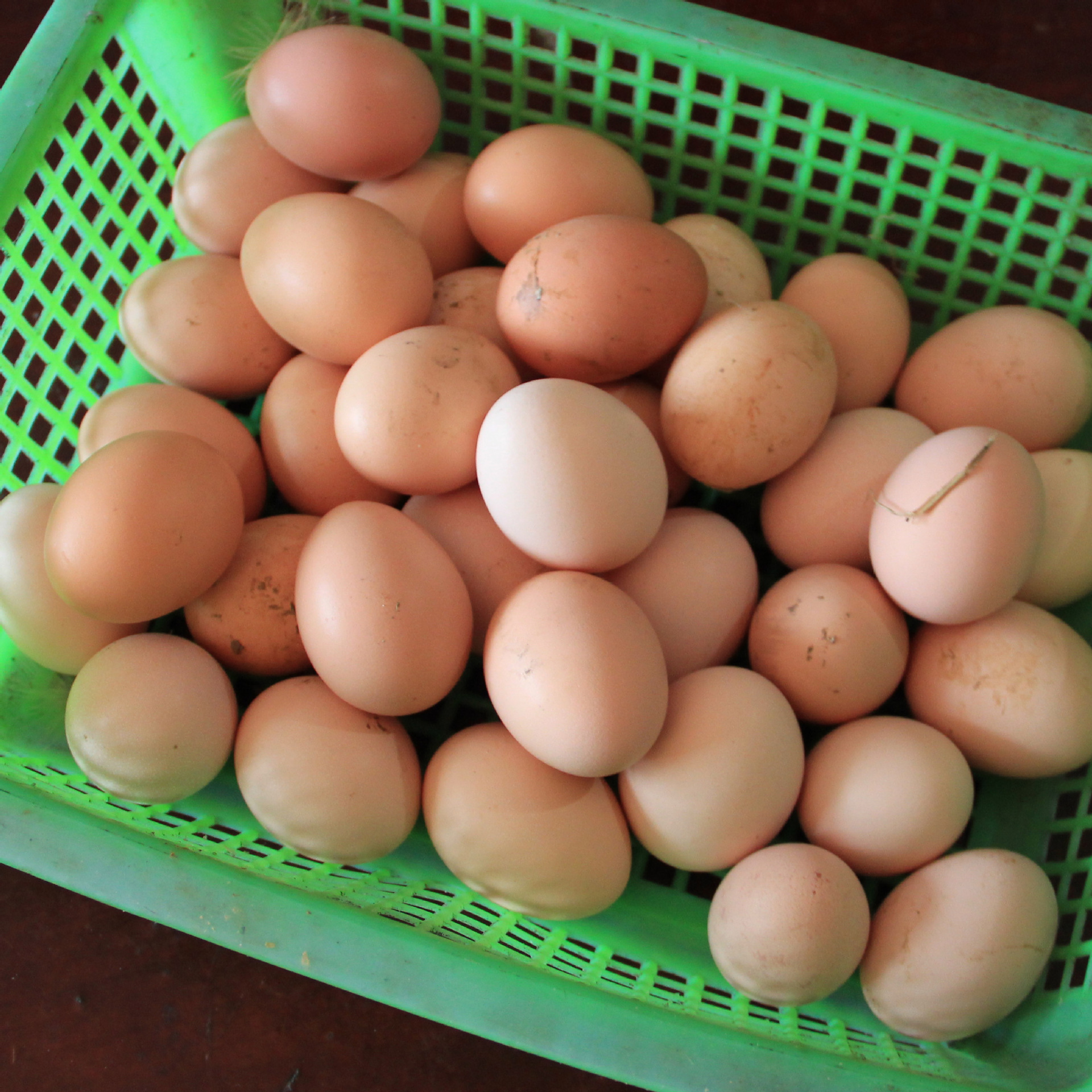 山林放养草鸡蛋散养新鲜鸡蛋土鸡蛋柴鸡蛋货源充足农家山鸡蛋批