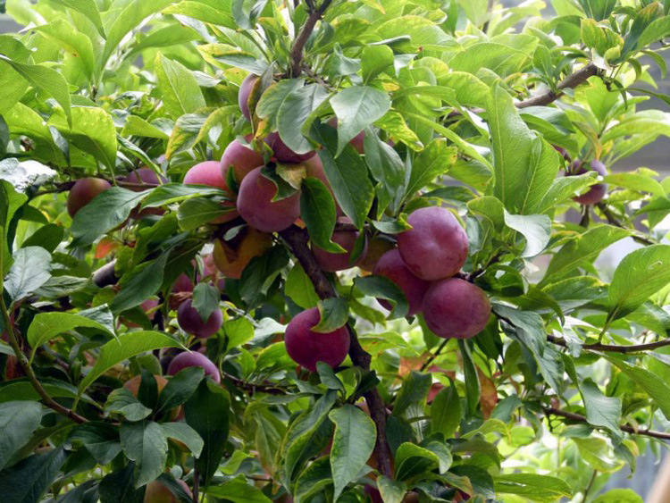 首页 水果 仁果类 黑布林 >果树苗李子树苗 黑布林 南方北方种植嫁接