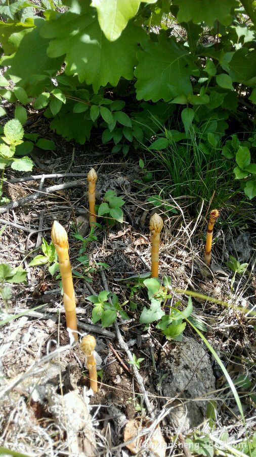 包邮新鲜秦岭野生天麻1斤230元稀有养生滋补品天然生长非人.