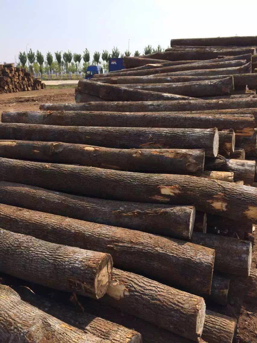 山东青岛厂家供应乌克兰橡木 柞木原木 可定制加工地板料 家.