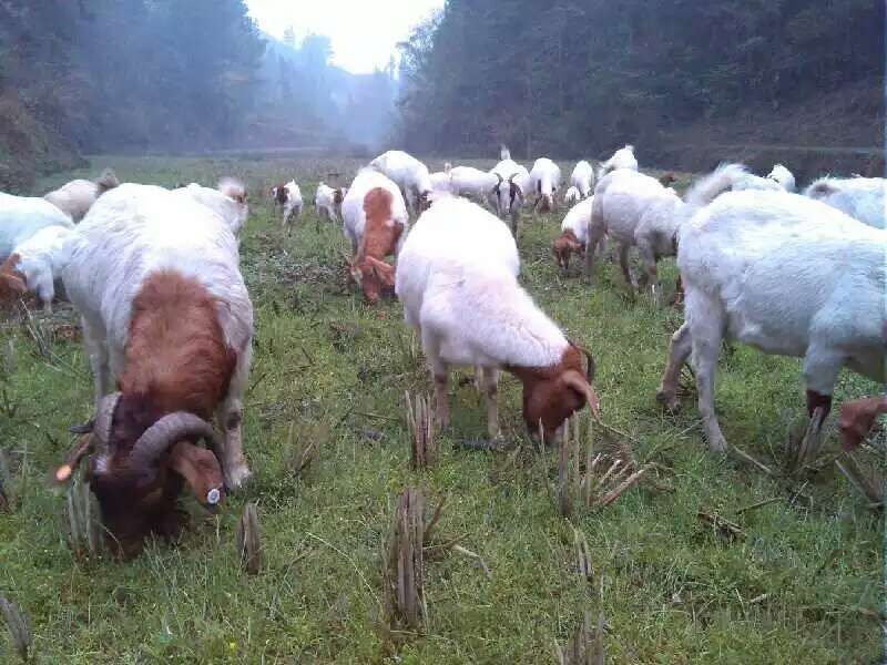 湖北恩施本地山羊原生态散养优质土羊厂家现货