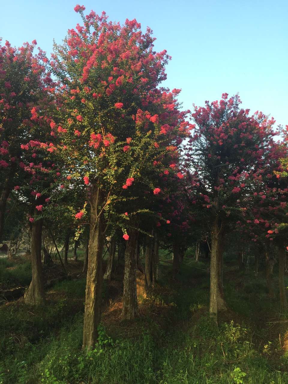 丛生紫薇苗木基地现场选树 批发价销售 绿化工程百日红丛生紫薇树