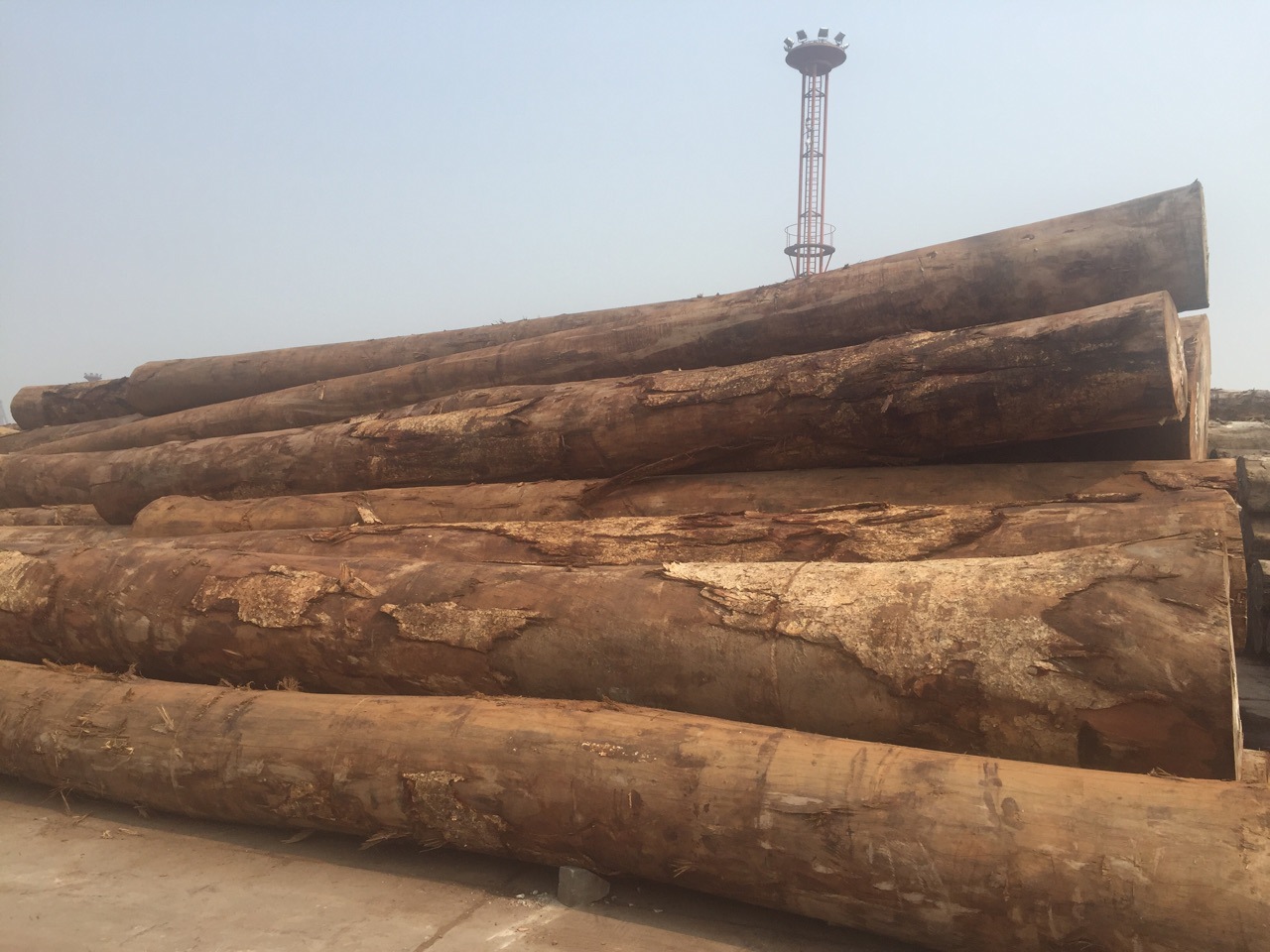 第伦桃 原木 五桠果 张家港胜鼎木材 - 苗木批发交易网