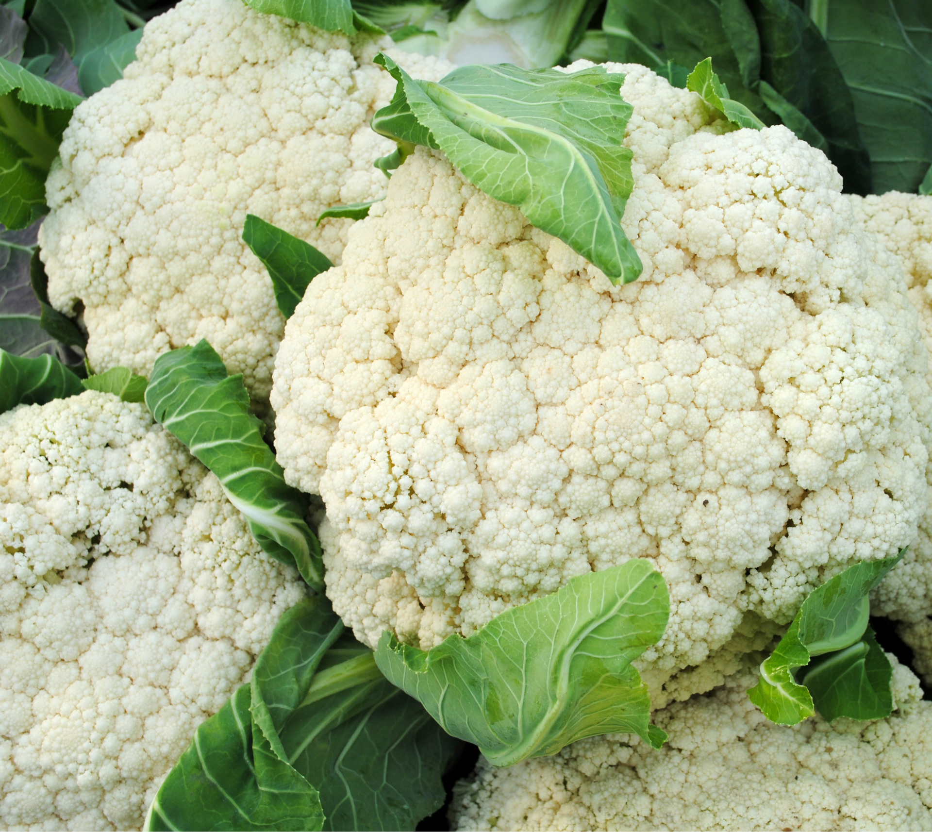 花椰菜种子蔬菜子金生种业春秋季种植台花松花菜种籽