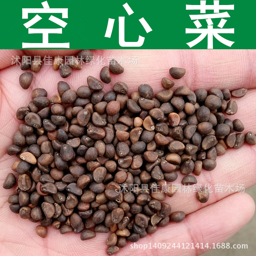 空心菜种子 蕹菜 藤藤菜 空筒菜种子 1件=1斤