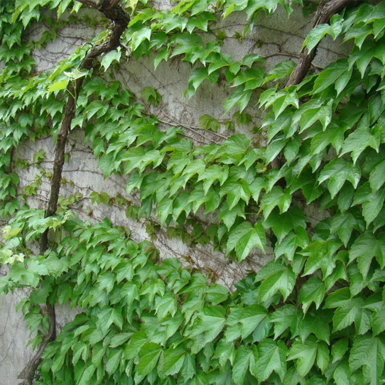 批发爬山虎 爬山虎苗 藤本植物藤类花卉院墙园林绿化苗 五叶地锦