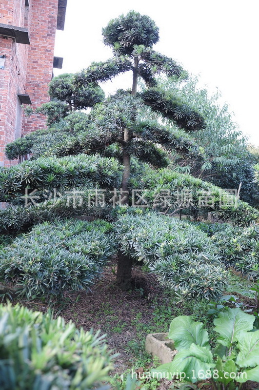 16公分以上的罗汉松价格(罗汉松15公分大概多少钱一棵呢?