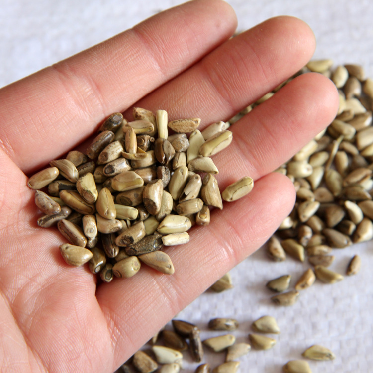 墨西哥玉米草种子 高发芽率墨西哥玉米种子厂家供应