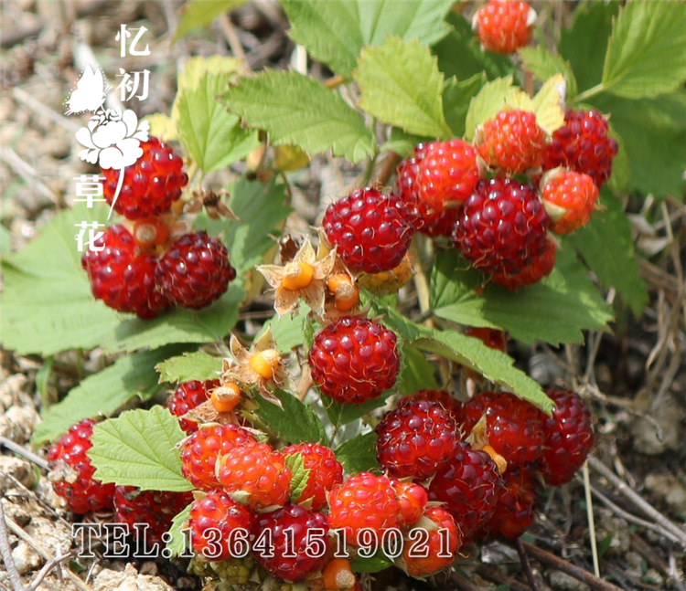 委陵菜种子优质的草花种子委陵菜观花植物花卉种子景观花卉