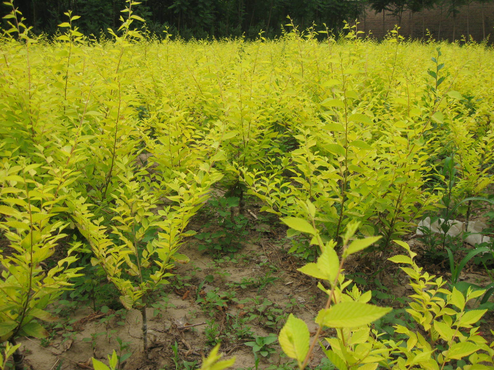 厂家出售大量金叶榆 金叶榆树苗 适合南北方种植 泰安绿果苗木