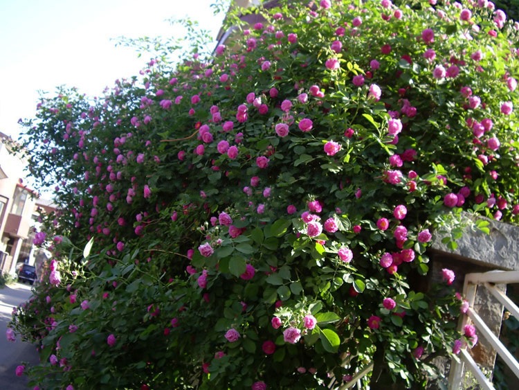 蔷薇 藤本蔷薇大花月季玫瑰 多花爬藤蔷薇苗蔷薇花苗 庭院工程苗