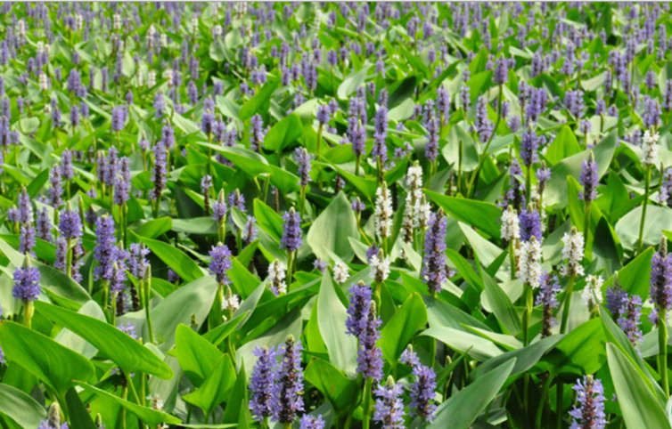 莲情谷莲情文化园梭鱼草再力花水生植物成年苗