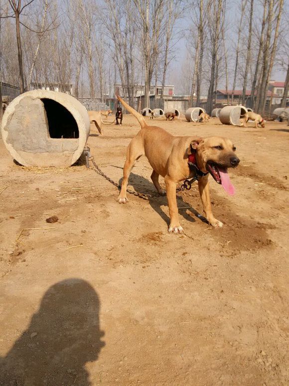 纯种比特犬哪里有卖的|比特犬打架比赛视频
